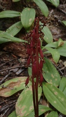 Corallorhiza