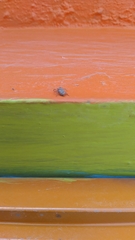 Araneomorphae