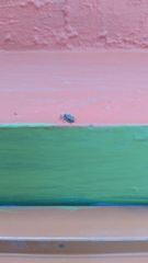 Araneomorphae