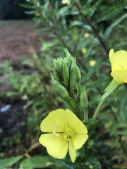 Oenothera