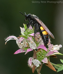 Pygodasis quadrimaculata