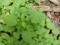 Scutellaria lateriflora