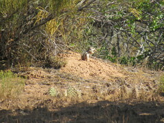 Ammospermophilus leucurus