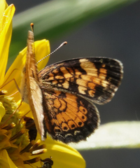 Phyciodes tharos orantain