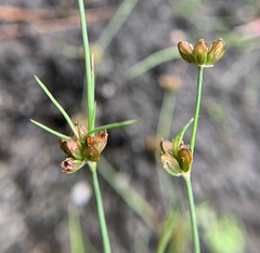 Juncus bulbosus
