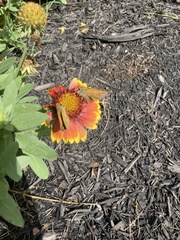 Gaillardia
