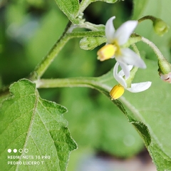 Solanum americanum