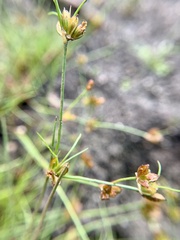 Juncus bulbosus