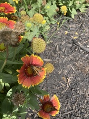Gaillardia
