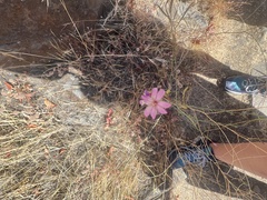 Epilobium brachycarpum