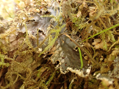 Peltigera neopolydactyla