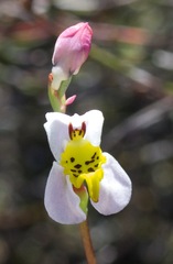 Disa flexuosa