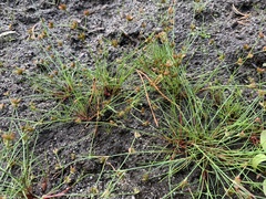 Juncus bulbosus