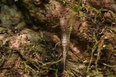 Archaeognatha