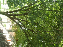 Salix babylonica