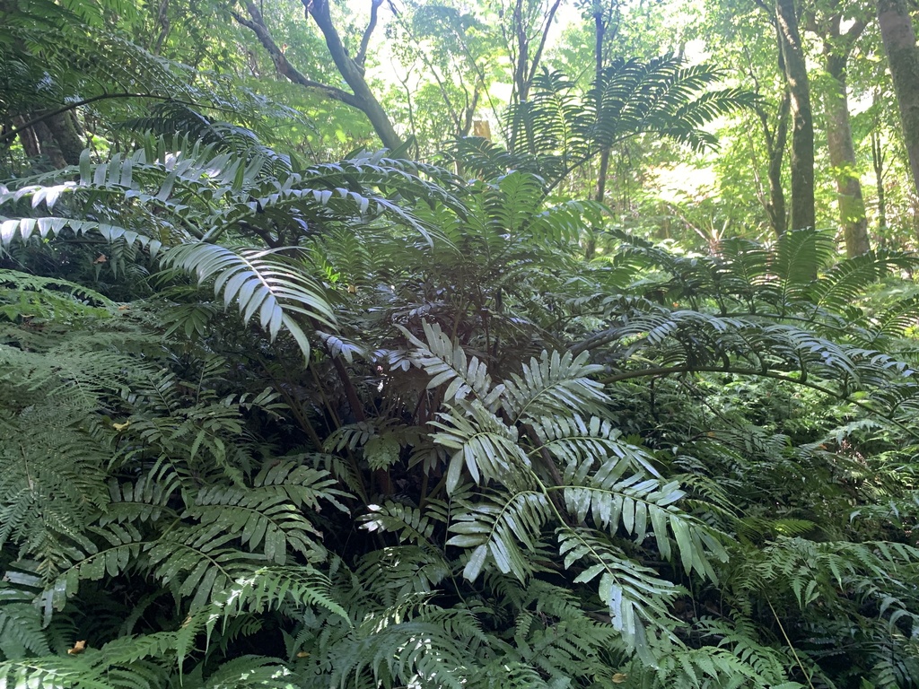 Angiopteris boninensis (Angiopteris boninensis)