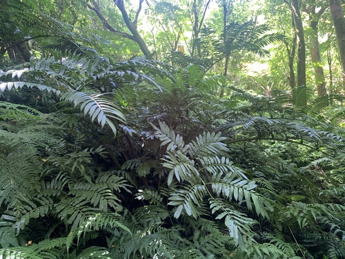 Angiopteris boninensis iNat (1)