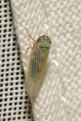 Macrosteles