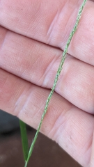 Muhlenbergia schreberi