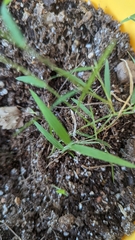 Muhlenbergia schreberi