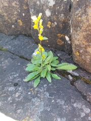 Solidago simplex