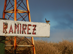 Aphrastura spinicauda spinicauda