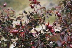 Rosa spinosissima