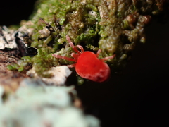 Trombidioidea
