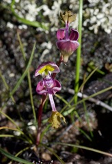 Disa spathulata spathulata