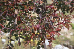 Rosa spinosissima