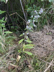 Symphyotrichum lateriflorum