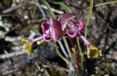 Disa spathulata spathulata