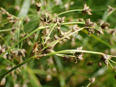 Scirpus microcarpus