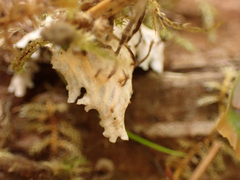 Peltigera neopolydactyla