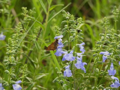 Atalopedes campestris