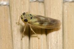 Macrosteles variatus