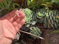 Echeveria elegans
