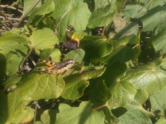 Boopedon flaviventris