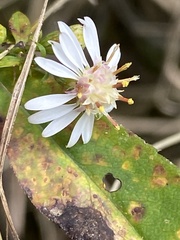 Symphyotrichum lateriflorum