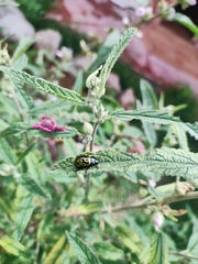 Calligrapha mexicana