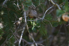 Amphibolips quercuspomiformis