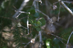 Amphibolips quercuspomiformis