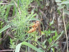 Polistes apachus