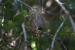 Amphibolips quercuspomiformis