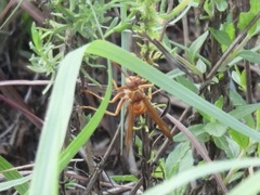 Polistes apachus