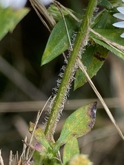 Symphyotrichum lateriflorum