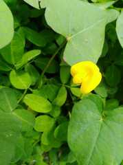 Arachis