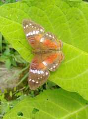 Anartia amathea