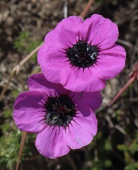 Geranium subcaulescens