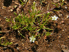 Sagina decumbens